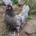 Description et production d'œufs des meilleures races de poules pondeuses pour la maison, comment choisir une ferme