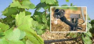 How to properly water the grapes during ripening and the timing of the procedure in summer