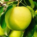 Vantaggi e svantaggi delle varietà di ananas di meli, recensioni dei giardinieri, caratteristiche e descrizione dei frutti