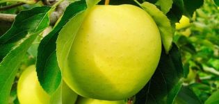Ananasų veislės obelų privalumai ir trūkumai, sodininkų apžvalgos, vaisių charakteristikos ir aprašymas