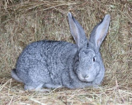 Beskrivning och egenskaper hos chinchilla kaniner, underhållsregler