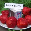 Opis a charakteristika odrody jahody Vima Zanta, jej pestovanie a rozmnožovanie