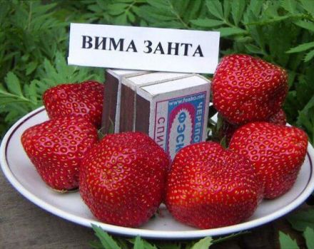 Beskrivning och egenskaper hos jordgubbsorten Vima Zanta, odling och reproduktion