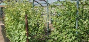 Att odla och ta hand om druvor i Moskva-regionen utan växthus i det öppna fältet för nybörjare