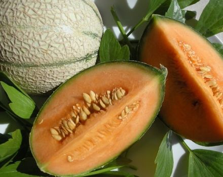 ¿Por qué el melón puede tener pulpa anaranjada en su interior, qué tipo de variedades son?
