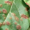 Quel type de maladie survient lorsque des taches noires apparaissent sur les feuilles d'un pommier, comment la traiter et que faire