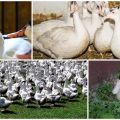 Opis i razlike patuljastih patki, karakteristike i uzgoj pasmine