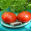 Opis odrody paradajok Ohňostroj, jeho vlastnosti a vlastnosti pestovania