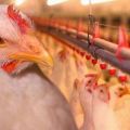 Descriptions des 11 meilleures races de poulets de chair pour l'élevage à la maison