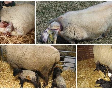 Kiek laiko reikia laukti ilgaplaukės avių ėriukų ir kaip gimdymas vyksta namuose