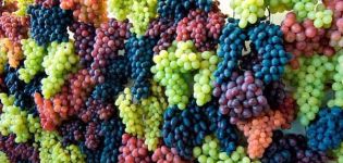 Beschrijving en kenmerken van de Levokumsky-druivensoort, oorsprong en teeltkenmerken