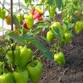 Varför paprikor inte växer i ett öppet fält växthus efter plantering och vad som måste göras