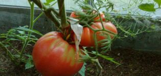 Popis odrůdy rajčat Yasha Yugoslavsky, vlastnosti péče o rostliny