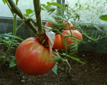 Beskrivning av tomatsorten Yasha Yugoslavsky, funktioner i växtskötsel