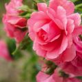 Rožių veislės „Rosarium Utersen“ laipiojimo, sodinimo ir rūpinimosi augalu aprašymas