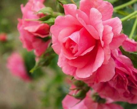 Rožių veislės „Rosarium Utersen“ laipiojimo, sodinimo ir rūpinimosi augalu aprašymas
