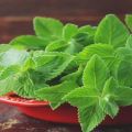 Medicinal properties and contraindications of mint for the human body