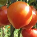 Abakansky rožinių pomidorų veislės charakteristikos ir aprašymas, derlius