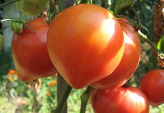 Характеристики и описание на сорта Абакански розов домат, неговият добив