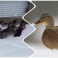 Ak kačice lietajú na zimu a rysy migrácie, dôvody na návrat
