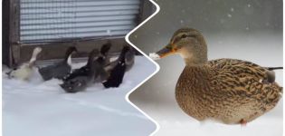 Ördekler kış için uçtuğunda ve göçün özellikleri, geri dönüş nedenleri