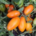 Características y descripción de la variedad de tomate Golden Stream, su rendimiento