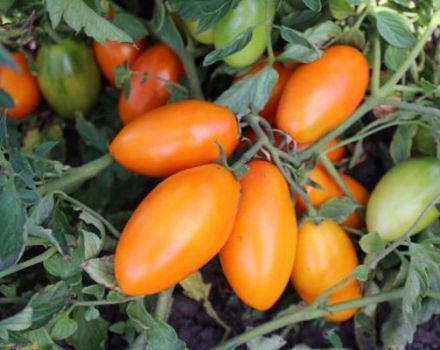 Pomidorų veislės Golden Stream savybės ir aprašymas, derlius