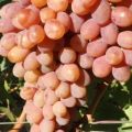 Vynuogių veislės „Rumba“ aprašymas ir savybės, sodinimo ir priežiūros ypatybės bei istorija