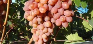Opis i karakteristike sorte grožđa Rumba, značajke i povijest njege i sadnje