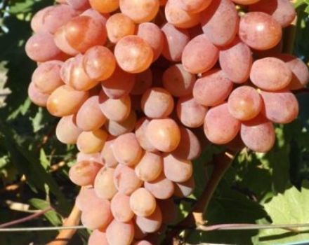 „Rumba“ vynuogių aprašymas ir savybės, sodinimo ir priežiūros ypatybės bei istorija
