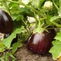 Beskrivning av variationen av aubergine Svart stilig, funktioner för odling och vård