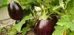 Beskrivning av variationen av aubergine Svart stilig, funktioner för odling och vård