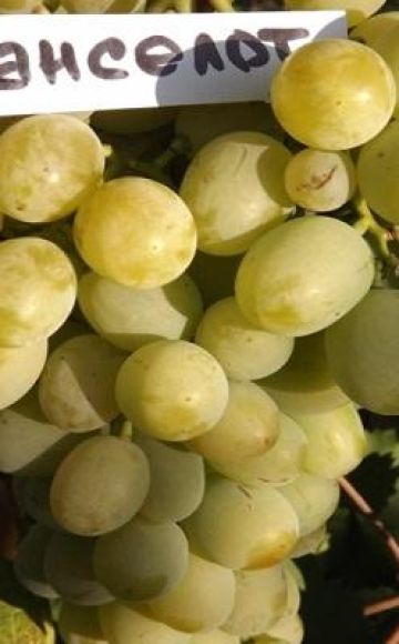 Lancelot vīnogu audzēšanas apraksts un noteikumi
