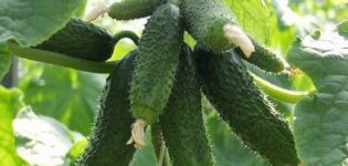 Opis odrody uhorky Amur, jej pestovanie a starostlivosť