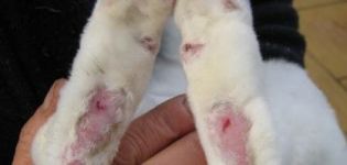 Symtom och snabb behandling av kaniner från pododermatit hemma