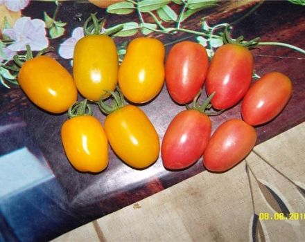 Kenmerken en beschrijving van het tomatenras Honey Candy