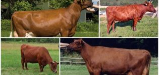 Descripció i característiques de les vaques Angler, normes de manteniment