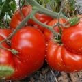 Περιγραφή της ποικιλίας ντομάτας Θερμότητα, χαρακτηριστικά καλλιέργειας και απόδοση