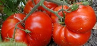 Pomidorų veislės aprašymas Šiluma, auginimo ypatybės ir derlius
