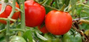 Kenmerken en beschrijving van de tomatenvariëteit Morozko