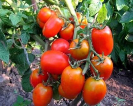 Pomidorų veislės Hidalgo F1 charakteristikos ir aprašymas, derlius
