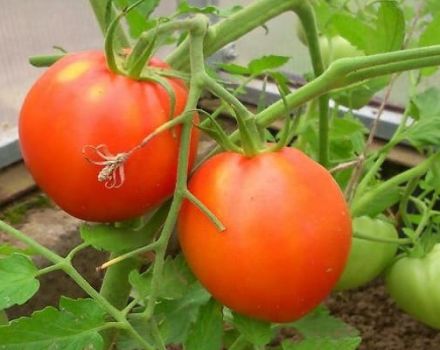 Beskrivning av tomatsorten Pyshka och dess egenskaper