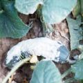 Kontrollåtgärder och behandling av vita, gråa, apikala och andra råtta på gurkor i ett växthus