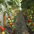 Đặc điểm và mô tả các giống cà chua không cay