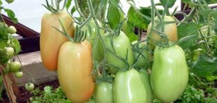 Beskrivning och egenskaper hos Knyaginya-tomatsorten, dess utbyte