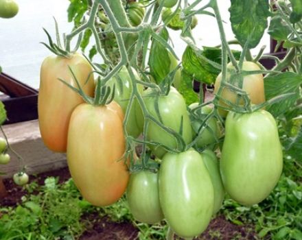 Beschreibung und Eigenschaften der Tomatensorte Knyaginya, deren Ertrag