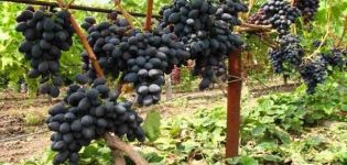 Beskrivning av svarta Kishmish druvor, odling och sorter