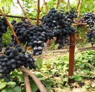 Descripción de las uvas negras de Kishmish, cultivo y variedades.