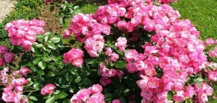 Angela rožės aprašymas, sodinimo ir priežiūros namuose taisyklės