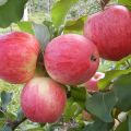 Opis i karakteristike sorte jabuka Iyulskoe Chernenko, povijest i uzgoj